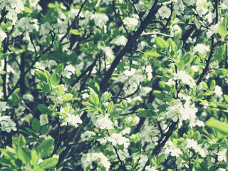 spring background of flowering tree and leaves