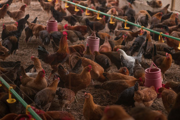 Chicken farm. Egg-laying chicken in battery cages. Commercial hens poultry farming. Layer hens livestock farm. Intensive poultry farming in close systems. Egg production. Chicken feed for laying hens