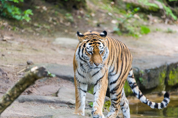 Close Up Tiger In Jungle The Danger Animal.