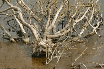 abgestorbener Baum am Meerufer