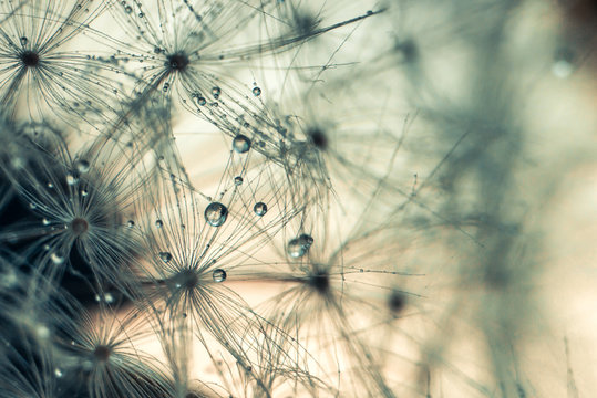 Dandelion with water drops after rain, dew close up © Olga Akulinina