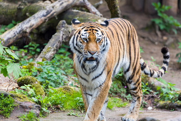 Close Up Tiger In Jungle The Danger Animal.