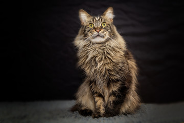 Naklejka na ściany i meble Maine Coon cat against dark background.