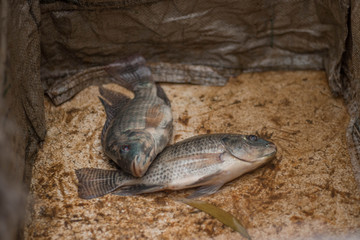 Two dead bloated, dead fish lies on a box