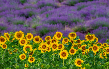 Sunflowers on a lavender field background. A beautiful combination of colors. France. Provence. Valensole