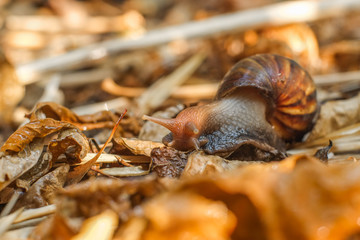 Snail are crawl slowly on dry brown leaves.