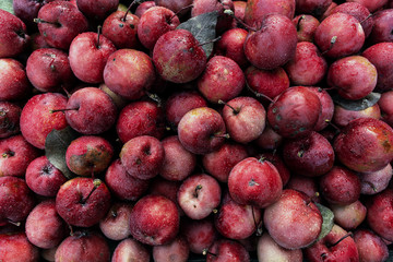 Large group of ripe red apples background