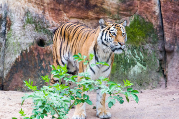 Close Up Tiger In Jungle The Danger Animal.