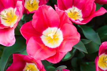 Close up photo of tulips, macro photo, spring flowers, Keukenhof park, Amsterdam, Netherlands