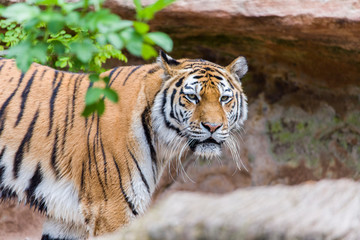 Close Up Tiger In Jungle The Danger Animal.
