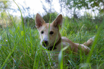 the dog lies in the grass