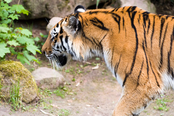 Close Up Tiger In Jungle The Danger Animal.