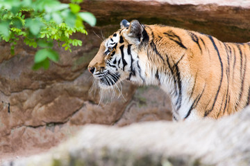 Close Up Tiger In Jungle The Danger Animal.