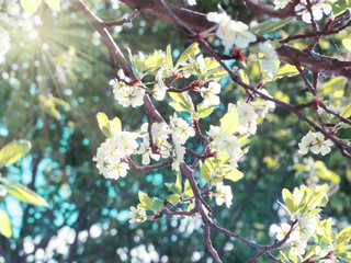 spring background of flowering tree and leaves