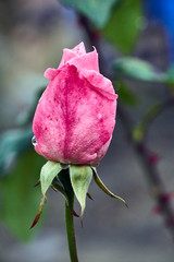 Fototapeta premium pink rose after the autumn rain in the garden.