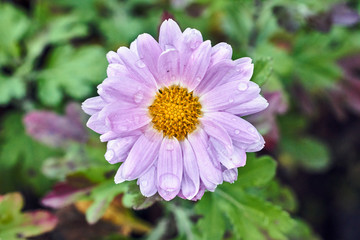 Obraz premium purple African daisy flower with water droplets during autumn in the garden..