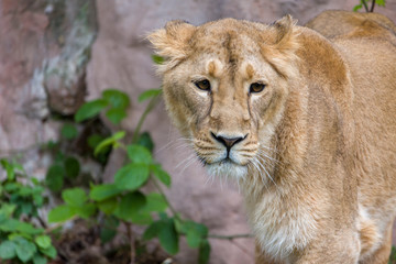 Naklejka na ściany i meble Female Lion, Panthera Leo, Lionesse Portrait,