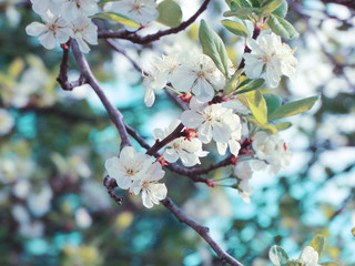 spring background of flowering tree and leaves