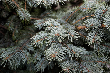 green fir tree branch with snow