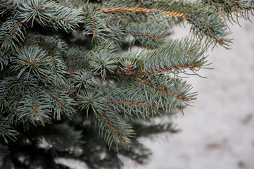 green fir tree branch with snow