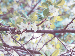 spring background of flowering tree and leaves