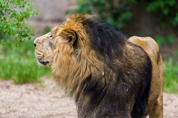 Naklejka na ściany i meble Close Lion from National Park Of Kenya, Africa