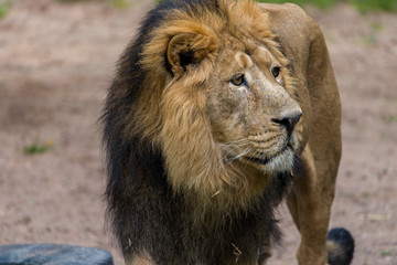 Fototapeta na wymiar Close Lion from National Park Of Kenya, Africa