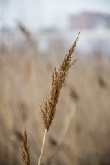 Fototapeta premium ears of wheat on sky background