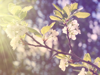 spring background of flowering tree and leaves