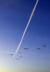 Birds flying and aircraft vapour trail 