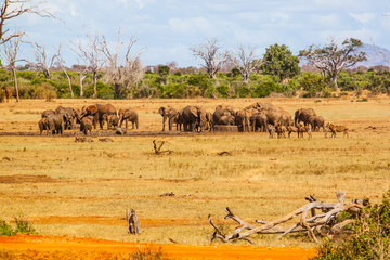 Fototapeta na wymiar Elephants On Field Against Sky