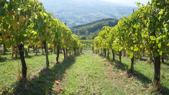 a beautiful vineyard of Greco di Tufo wine, an excellent Italian white wine DOCG, Avellino, Benevento, Campania, Italy, Europe