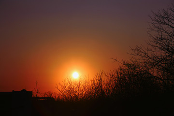 Fototapeta premium sunset through the tree branches.