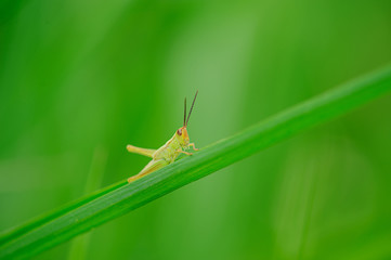 バッタの幼虫