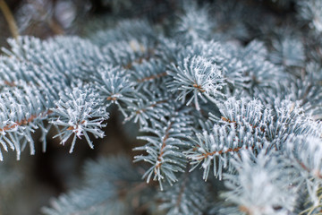 Naklejka na ściany i meble Frozen branches of blue spruce background evergreen macro close-up. Texture pine hoarfrost snow winter forest. Snowstorm cold weather January February. Copy space for text.