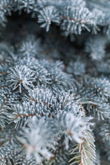 Frozen branches of blue spruce background evergreen macro close-up. Texture pine hoarfrost snow winter forest. Snowstorm cold weather  January February. Copy space for text.