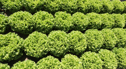 background of green fresh lettuce