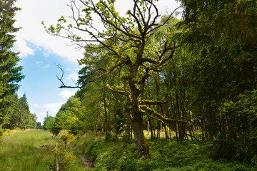 Hohes Venn, Nordeifel, Naturschutzgebiet