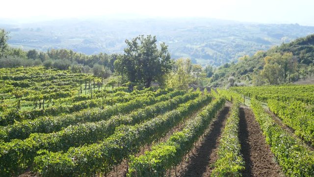 a beautiful vineyard of Greco di Tufo wine, an excellent Italian white wine DOCG, Avellino, Benevento, Campania, Italy, Europe