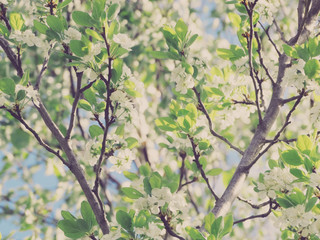 spring background of flowering tree and leaves