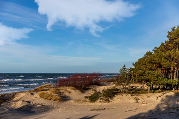sea view with sand dune and lonely tree