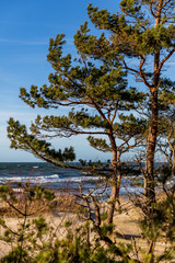 Fototapeta na wymiar sea view with sand dune and lonely tree