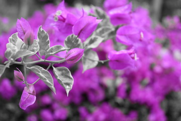 Fototapeta na wymiar pink bougainvillea flower ornamental plant blooming in the morning day