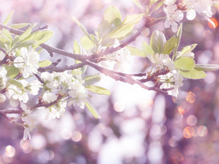 spring background of flowering tree and leaves