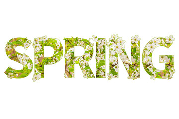 The word SPRING with blooming white flowers of cherry and green leaves on a white background. Spring natural pattern.