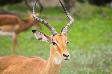 Naklejka na ściany i meble African Adult Gazelle close-up