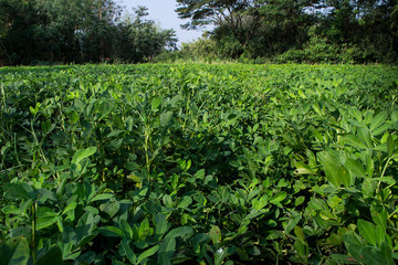 Fototapeta na wymiar Peanut tree in the field The stems can be used as animal feed.