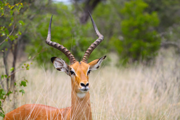 Adult African Gazelle in the grass