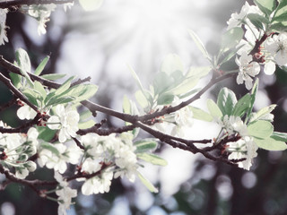 spring background of flowering tree and leaves