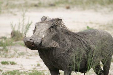 Fototapeta premium Female Adult African Pig covered in mud